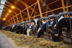 Кузбасские сельхозтоваропроизводители получили первые в этом году субсидии