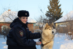 В Прокопьевске инспектор ПДН спасла от стаи бродячих собак и выходила раненого хаски