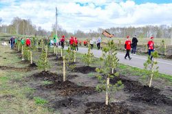В Кузбассе в рамках международной акции «Сад Памяти» в этом году высадили 1 млн 115 тысяч деревьев