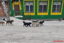 ﻿Стая собак в районе 12 Шахты за ТЦ Снежный Городок.