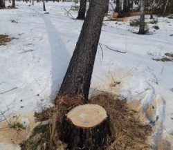 В Кемеровской области расследовано уголовное дело о незаконной рубке леса 