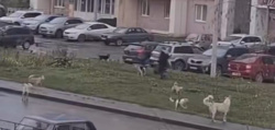 Информация о массовом отравлении собак в Киселевске не соответствует действительности