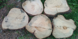 Кузбассовца осудили за незаконную вырубку деревьев на сумму около 2,8 млн рублей