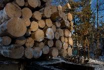 КУЗБАСС: В Кузбассе два «чёрных лесоруба» заплатят миллион рублей за причинённый лесу ущерб