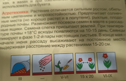 Сибирское межрегиональное управление Россельхознадзора напоминает о возможных рисках при покупке семян и саженцев дистанционным способом
