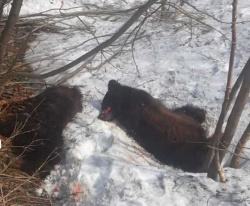 В Междуреченске усыпили медвежат, угрожавших жителям города (ВИДЕО)