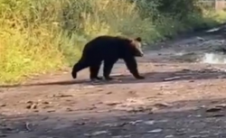 В Анжеро-Судженске полицейские помогли вернуть медведя в естественную среду обитания