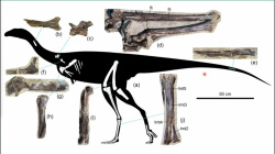 В Кузбассе более 100 млн лет назад обитал длинноногий хищный динозавр