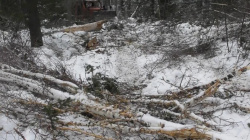 В Кемеровской области вынесен приговор организованной группе, которая незаконно вырубила лесные насаждения на сумму около 17 млн рублей