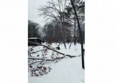 Ветка дерева перекрыла аллею, в Парке Победы Киселевск, 3 день лежит (ВИДЕО)