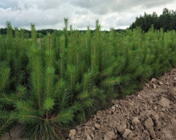 Кузбасс в числе лидеров России по сохранению и восстановлению лесов