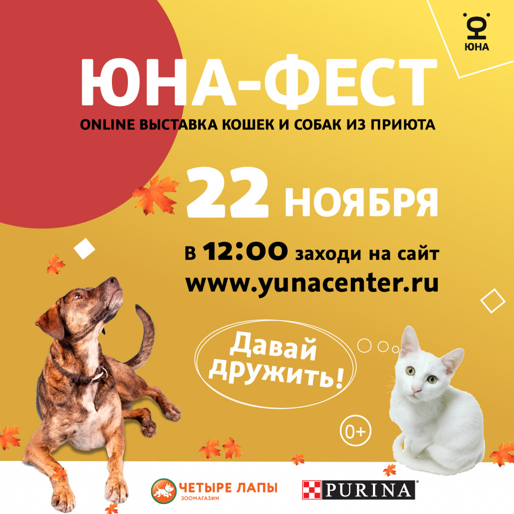 22 ноября с 12.00 до 17.00 пройдет онлайн-выставка собак и кошек из приюта  под названием «Юна-Фест» | 17.11.2020 | Киселёвск - БезФормата