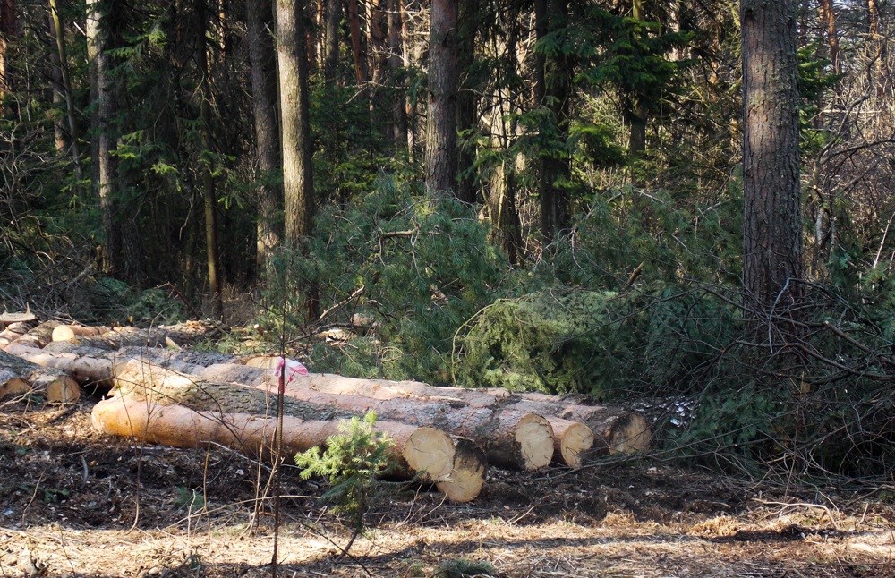 Вырубка тинао лес 15. Чебаркуль лес. Лесной фонд куйбышевского района. Вырубка парков в москве. Вырубка деревьев в лесу.