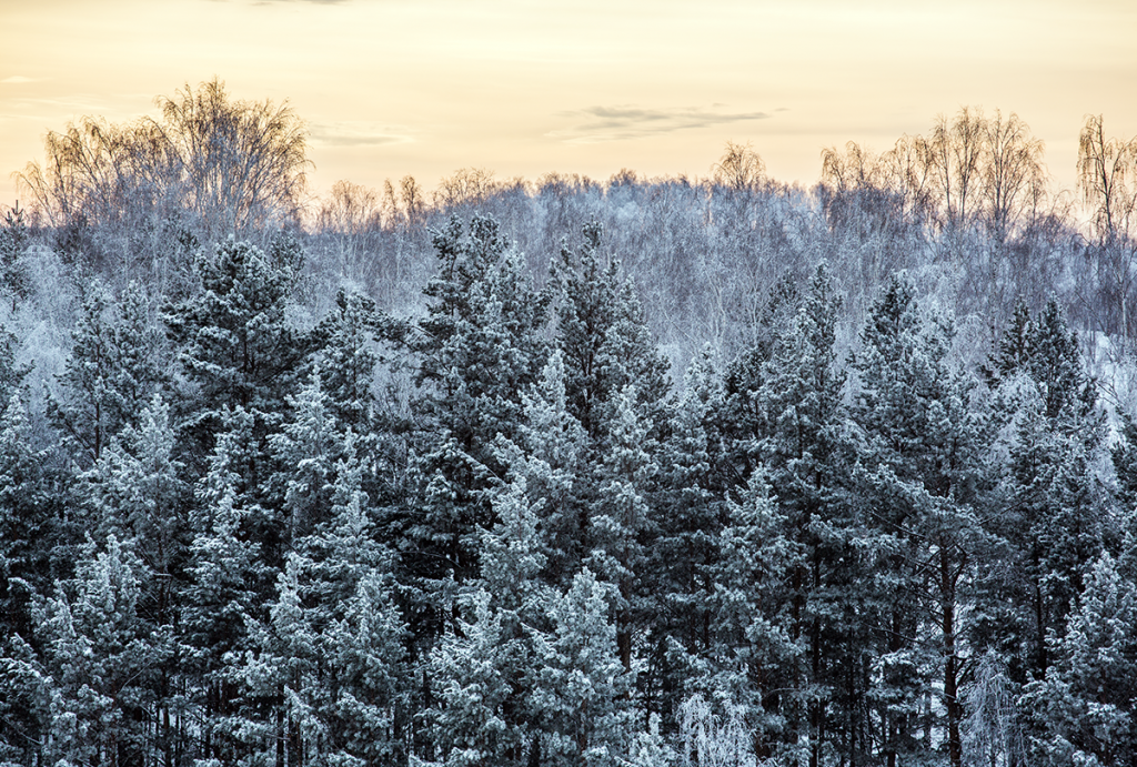 Погодные ели. Уральский лес. Зима сохроненка лес.