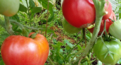 2 стакана теплой "кашицы" на грядку – и помидоры прут как не в себя: не кусты, а томатный конвейер