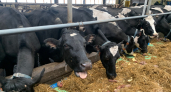 В Кемеровской области перекрыли подъезд к ферме из-за болезни коров