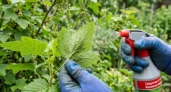 Тля на смородине возвращается снова и снова: 3 причины, почему народные средства не работают — и как я победил её за 2 недели