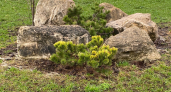 24 мая принесет в Кемеровскую область прохладу и дожди  