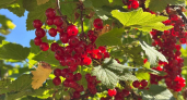 250 граммов — и смородина больше не осыпается: ягод море, сладкие как мёд, собираем по 3 ведра с одного куста