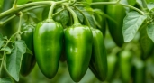 Кладу под каждый куст перца старые колготки: муж смеется, а урожаю завидуют все соседи