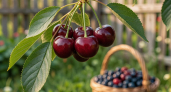 Не черешня и не вишня — вкуснее и ароматнее: плоды слаще меда и растет без хлопот, настоящее чудо селекции