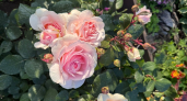 Розам до 30 июня — важнее воды: 3 главные обработки — и черную пятнистость смоет без следа, а кусты утонут в бутонах