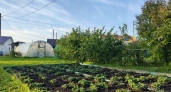 Всё придумано до нас: способ Менделеева от сорняков — 4 компонента в июле, и больше не придётся гнуть спину