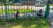 Киселевские школьники приводят город в порядок