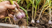 1 ошибка с чесноком в августе — и вместо крупных сочных головок получите сухую труху: ее допускает почти каждый