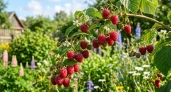 Ветки на малине обрезаю по Соболеву: получаю не куст, а пышное дерево — 10 кг ягод с каждого