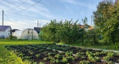 Купила пачку сухой горчицы за копейки и забыла про проблемы на огороде: 5 способов, которые реально работают