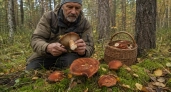 Родственник рыжика — плотный, вкусный и мясистый: грибники его не замечают, а зря 