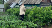 Посеяли сидераты — что дальше? 7 осенних ошибок, из-за которых весной грядки могут разочаровать 