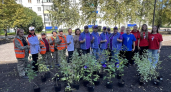 На Весенней в Киселевске высадили более ста кустарников