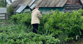 Старый агроном научил, как очищать землю осенью от фитофторы: дел на полчаса, а результат сохраняется надолго