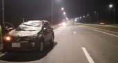 В Кемеровской области иномарка сбила лося