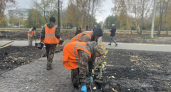 Киселевск украсят 60 саженцев сирени и дерена