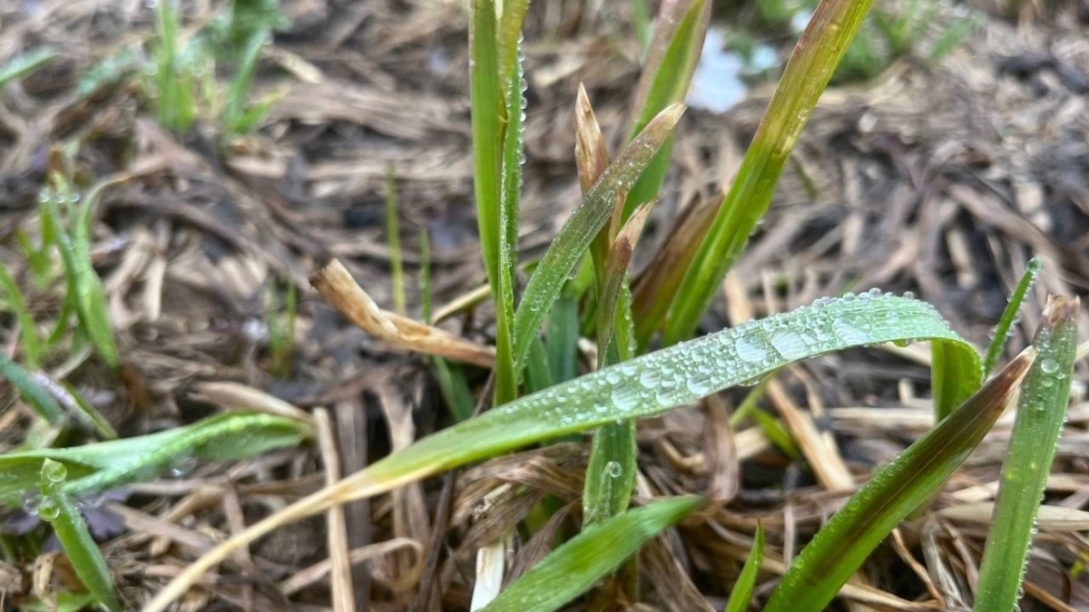 В Кемеровской области 1 апреля ожидается теплая, но дождливая погода
