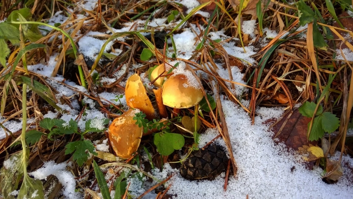 Полный откат к зиме: синоптики изменили прогноз на апрель-май 2026-го — нас ждет возвращение снега
