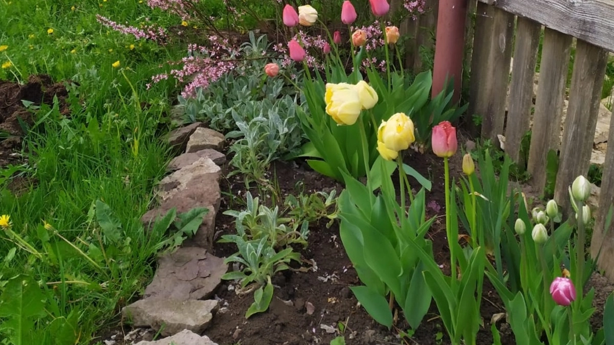 Тюльпанам в апреле — важнее воздуха: наращивают зелень как угорелые, цветут ярче, чем в прошлые годы