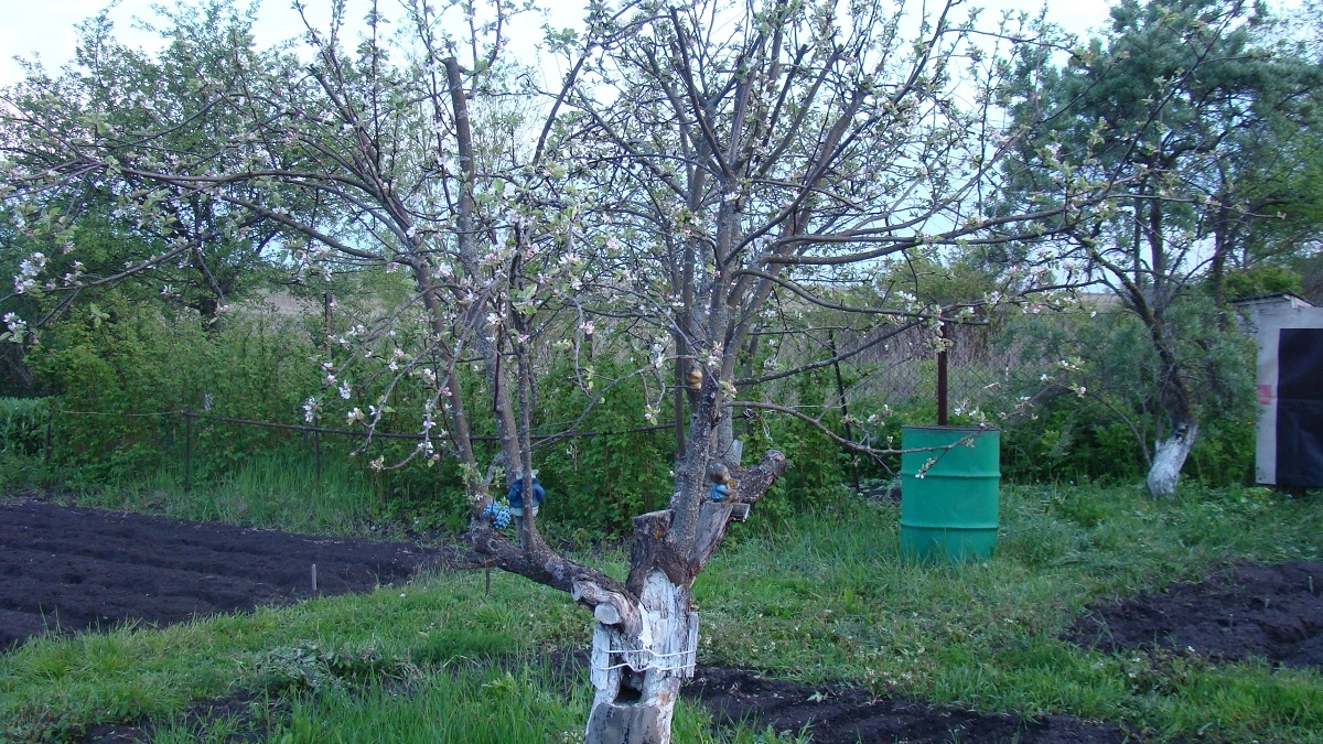 Заморозки в апреле: что укрывать в первую очередь чтоб не лишиться урожая