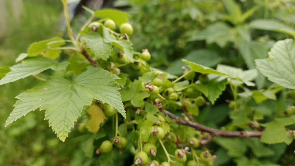 Смородине весной — первым делом: 3 горсти под куст до распускания почек — и ягоды наливаются размером с вишню