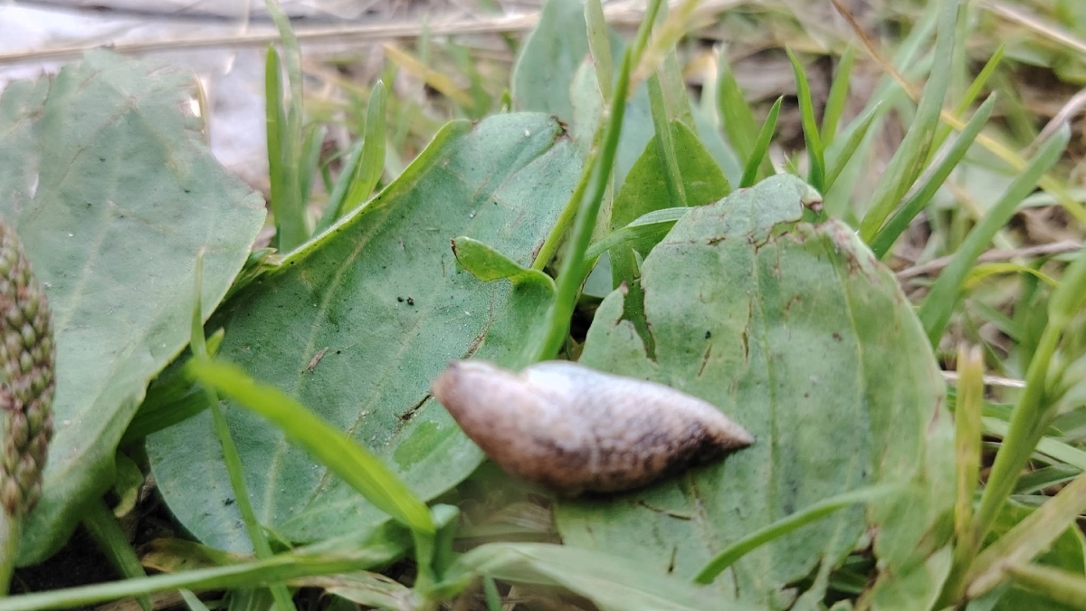 Весной от слизней — мощнее нет: 5 капель  — и паразиты отползут на километр, эффект на весь сезон