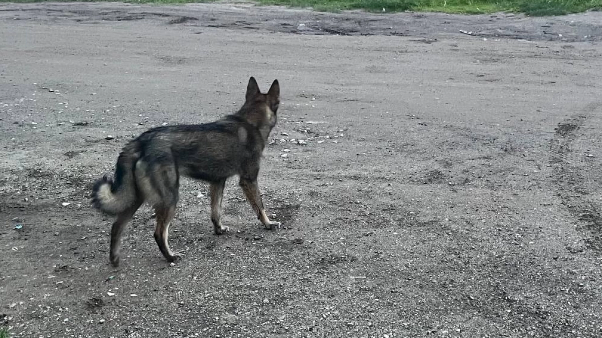 Рядом с Киселевском ввели карантин из-за бешенства