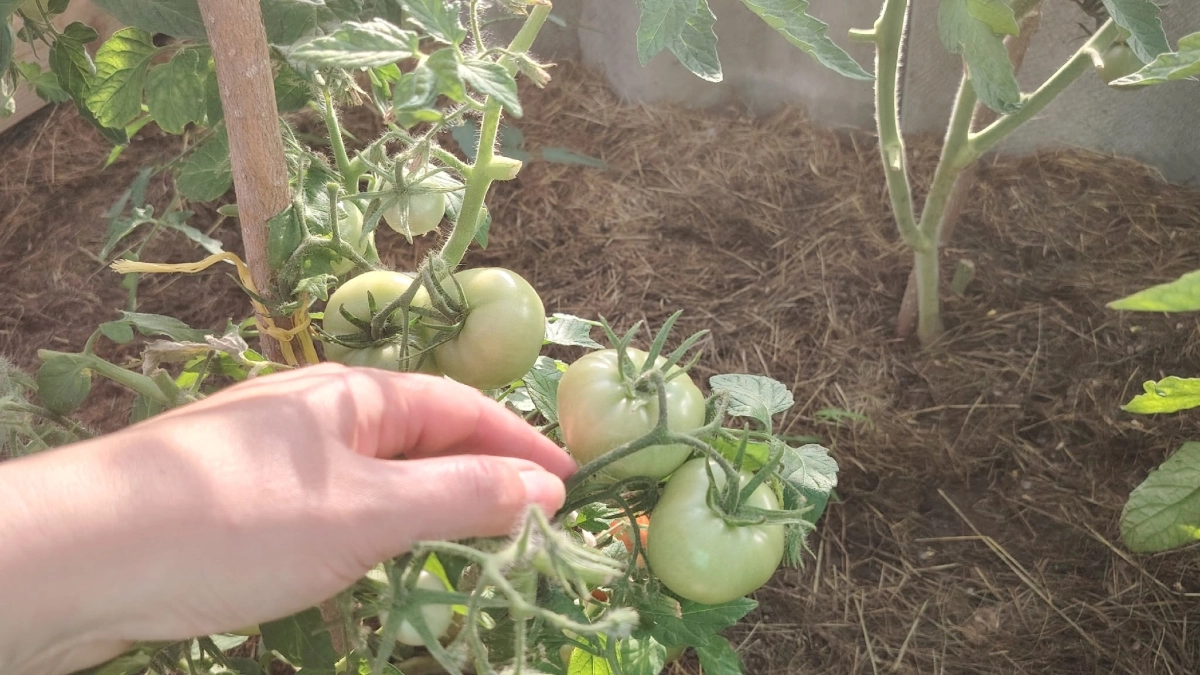 4 сорта томатов-любимчиков, которые дают по 16 кг с "квадрата" - зреют и в мороз, и в пекло