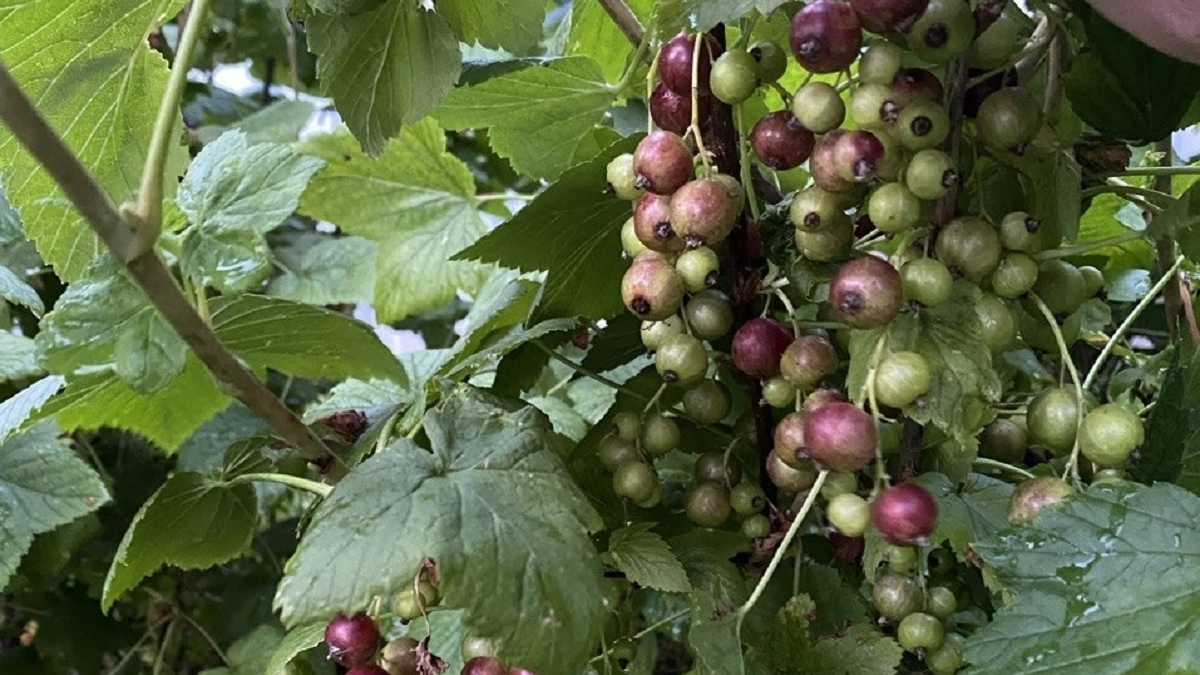 Тля и клещи мрут прямо на ветках: искореняющая обработка смородины для богатого урожая — крупные и сочные ягоды собираю вёдрами