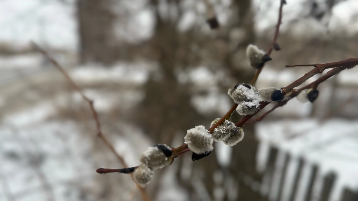 В Кемеровской области 3 апреля ожидаются погодные контрасты: ночью заморозки, днем до +14°