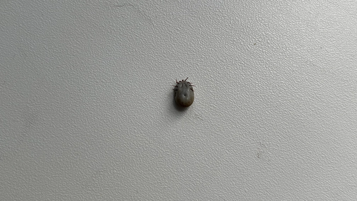 В Кемеровской области проснулись и напали на людей первые в этом сезоне клещи