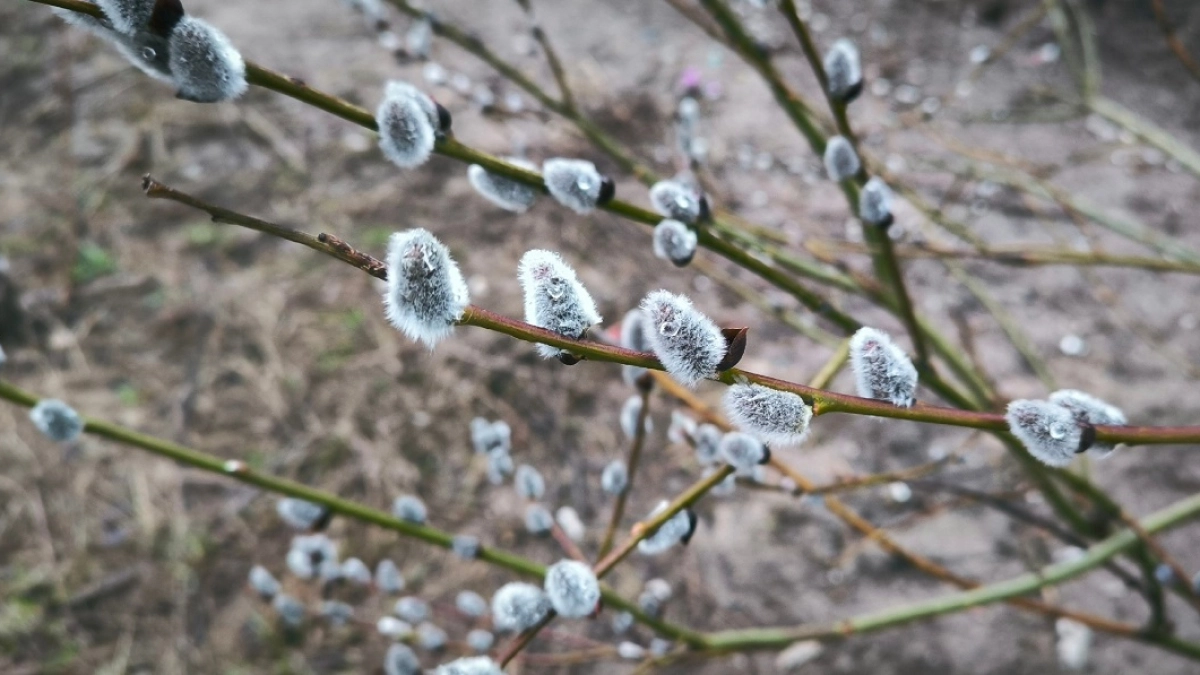 Погода на Вербное воскресенье расскажет, каким будет лето и урожай — народные приметы