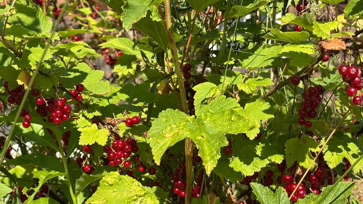 Как обнаружить почкового клеща на смородине и расправиться с ним раз и навсегда